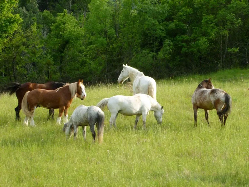 pension-poney_club_du_thor