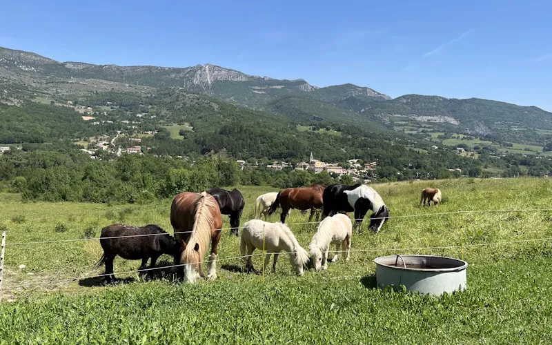 Pension_pré_poney_club_du_thor