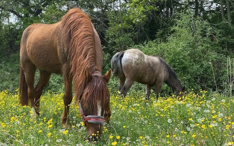 Cours_poney-poney_club_du_thor